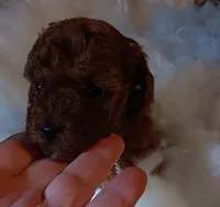 Precious , a female Poodle - Toy  for sale in Louisville, KY – Photo 6 of 7