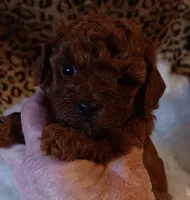 Precious , a female Poodle - Toy  for sale in Louisville, KY – Photo 7 of 7