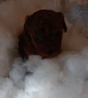 Precious , a female Poodle - Toy  for sale in Louisville, KY – Photo 2 of 7