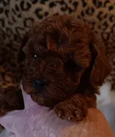 Precious , a female Poodle - Toy  for sale in Louisville, KY – Photo 1 of 7