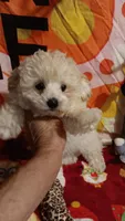 Tiny Dancer.  , a female Poodle - Toy  for sale in Louisville, KY – 10 of 10