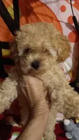 HONEY 🍯 DUMPLING , a female Poodle - Toy  for sale in Louisville, KY – 3 of 8