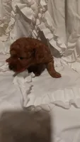Perfect Boy, a male Poodle - Toy  for sale in Louisville, KY – 10 of 10