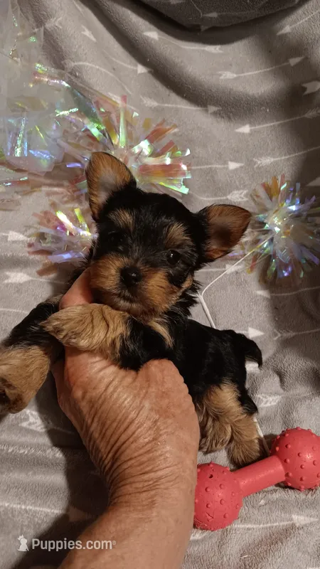 Miss Beautiful  – Yorkshire Terrier puppy for sale in Louisville, KY
