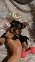 Miss Beautiful , a female Yorkshire Terrier for sale in Louisville, KY – 1 of 5