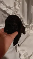 Mr Boss , a male Poodle - Toy  for sale in Louisville, KY – 6 of 7