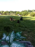 Grande, a male German Shepherd Dog for sale in Louisville, KY – 7 of 7