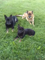 Grande, a male German Shepherd Dog for sale in Louisville, KY – 4 of 7