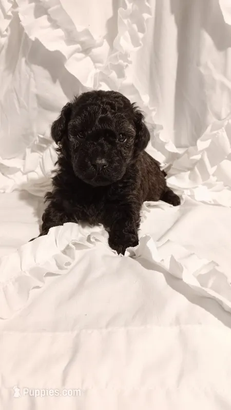 Mr Boss  – Poodle - Toy  puppy for sale in Louisville, KY