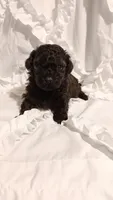 Mr Boss , a male Poodle - Toy  for sale in Louisville, KY – 1 of 7