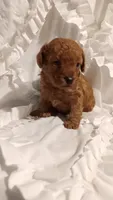 Perfect Boy, a male Poodle - Toy  for sale in Louisville, KY – 1 of 10