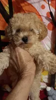 HONEY 🍯 DUMPLING , a female Poodle - Toy  for sale in Louisville, KY – 2 of 8