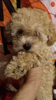 HONEY 🍯 DUMPLING , a female Poodle - Toy  for sale in Louisville, KY – 8 of 8