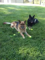 Grande, a male German Shepherd Dog for sale in Louisville, KY – 5 of 7