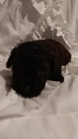 Mr Boss , a male Poodle - Toy  for sale in Louisville, KY – 7 of 7