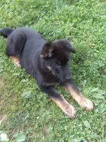 Grande, a male German Shepherd Dog for sale in Louisville, KY – 3 of 7