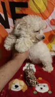 Tiny Dancer.  , a female Poodle - Toy  for sale in Louisville, KY – 7 of 10
