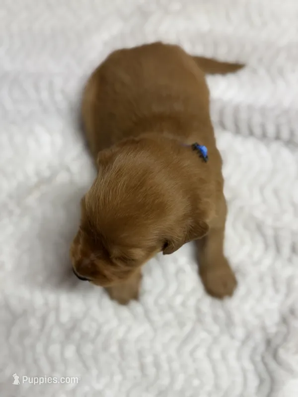 Beau  – Golden Retriever puppy for sale in De Kalb, TX