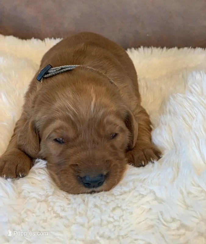 Frosty  – Golden Retriever puppy for sale in De Kalb, TX