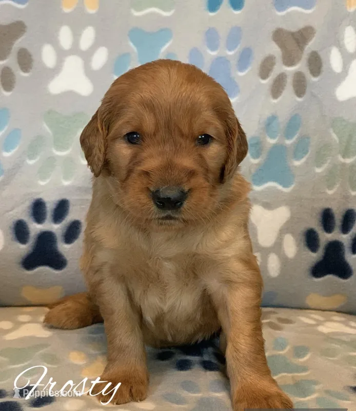 Frosty  – Golden Retriever puppy for sale in De Kalb, TX