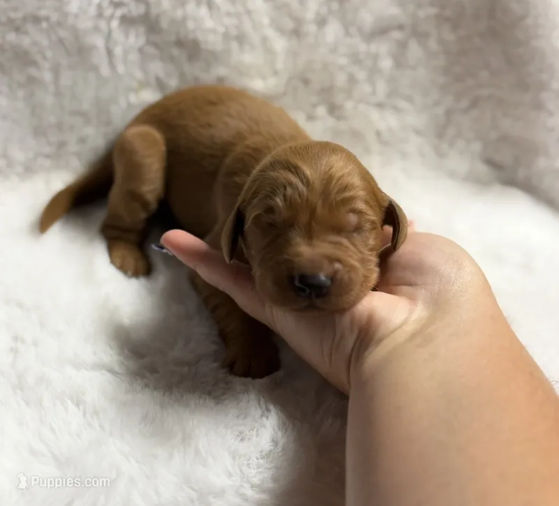 Spirit  – Golden Retriever puppy for sale in De Kalb, TX