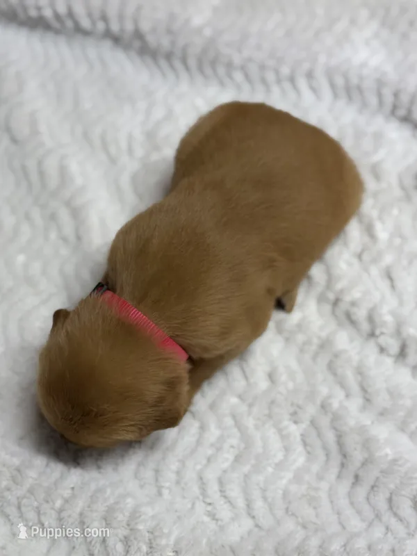 Cheyenne  – Golden Retriever puppy for sale in De Kalb, TX