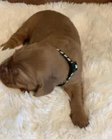 Neapolitan , a male Golden Retriever for sale in De Kalb, TX – Photo 2 of 2