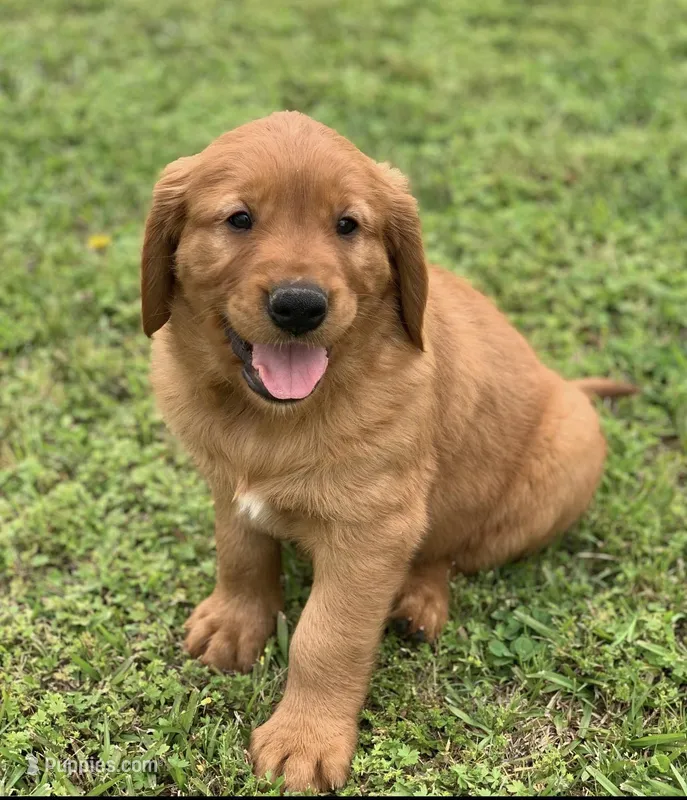 Neapolitan  – Golden Retriever puppy for sale in De Kalb, TX