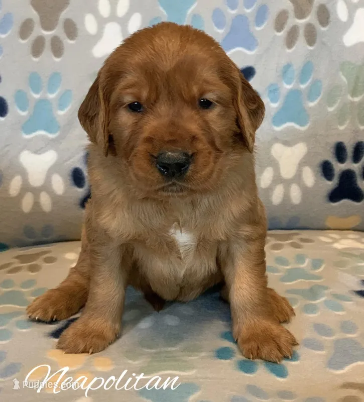 Neapolitan  – Golden Retriever puppy for sale in De Kalb, TX