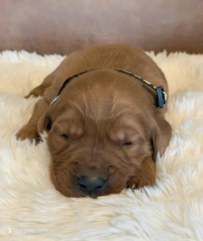 Neapolitan  – Golden Retriever puppy for sale in De Kalb, TX