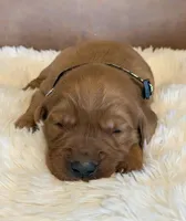 Neapolitan , a male Golden Retriever for sale in De Kalb, TX – Photo 1 of 2