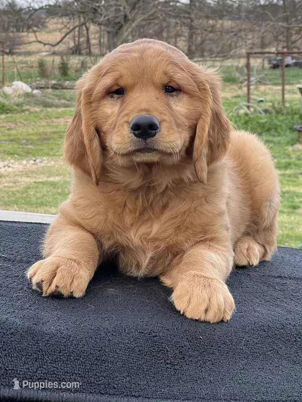 Alphie – Golden Retriever puppy for sale in De Kalb, TX