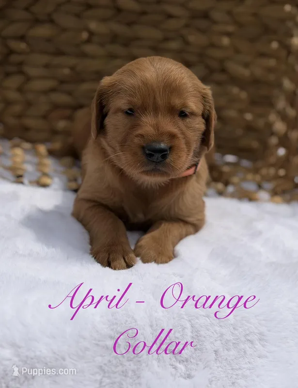 April  – Golden Retriever puppy for sale in De Kalb, TX