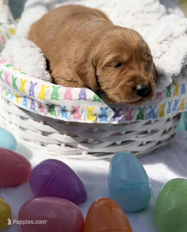 Gracie  – Golden Retriever puppy for sale in De Kalb, TX