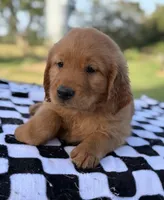 Rugar, a male Golden Retriever for sale in De Kalb, TX – 1 of 1