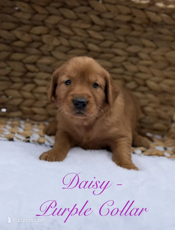 Daisy – Golden Retriever puppy for sale in De Kalb, TX