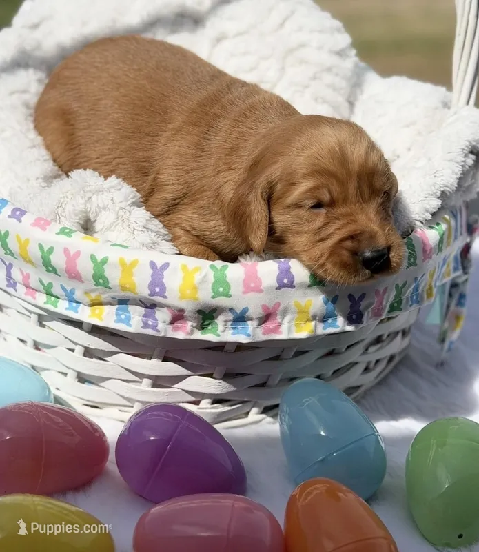 Bailey  – Golden Retriever puppy for sale in De Kalb, TX