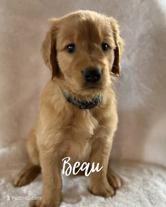 Beau  – Golden Retriever puppy for sale in De Kalb, TX