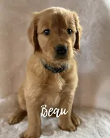 Beau , a male Golden Retriever for sale in De Kalb, TX – 1 of 1