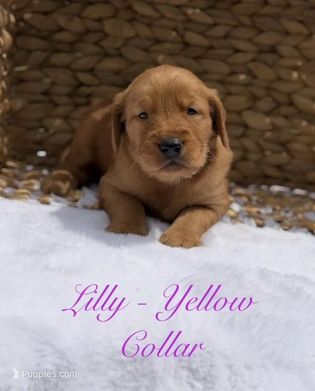 Lilly – Golden Retriever puppy for sale in De Kalb, TX