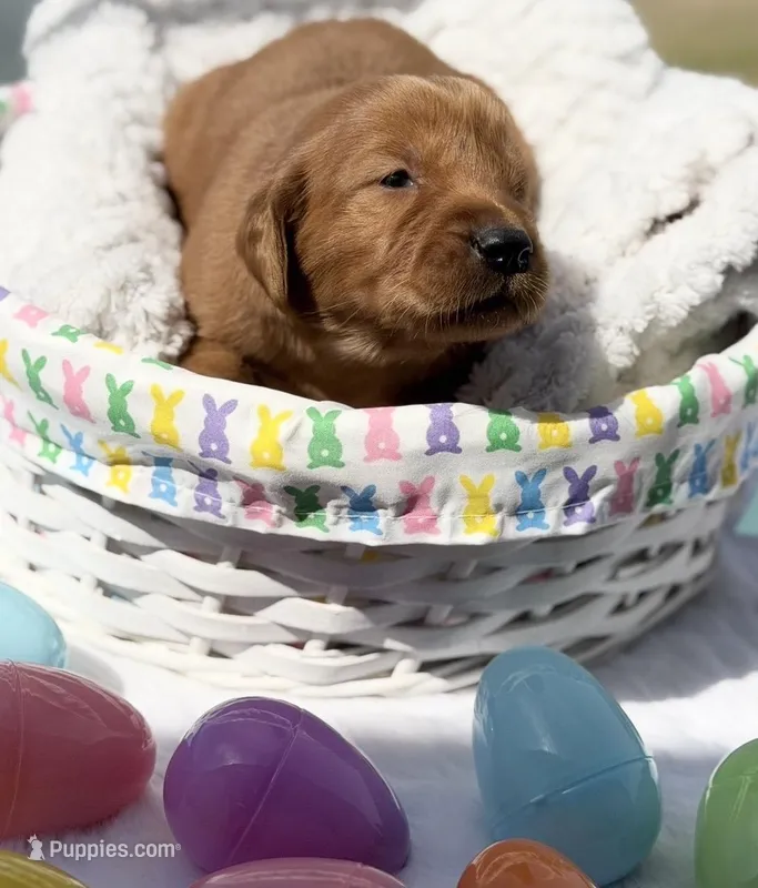 Luna  – Golden Retriever puppy for sale in De Kalb, TX