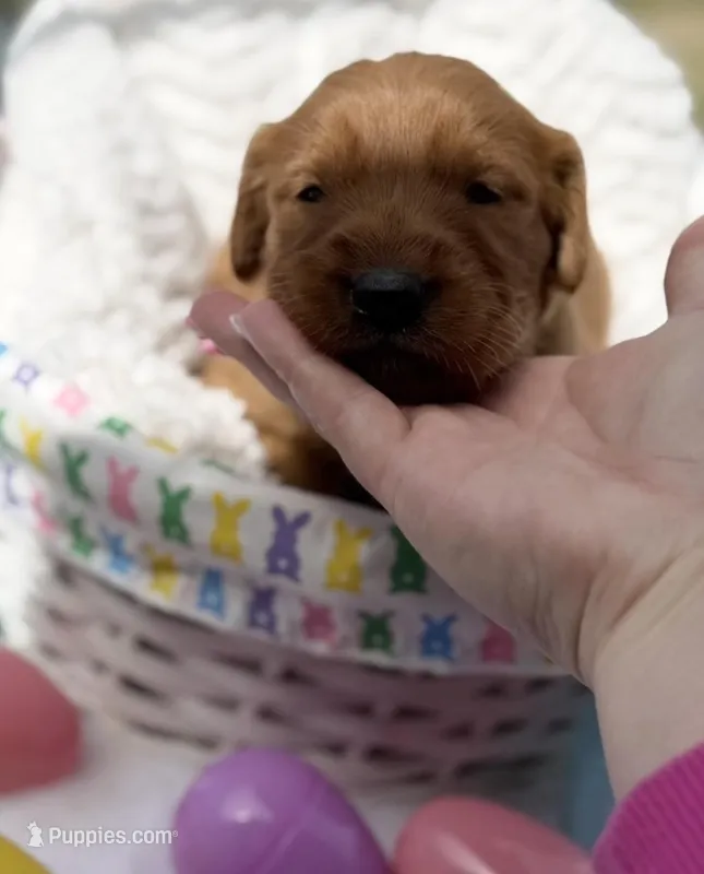 Rosie  – Golden Retriever puppy for sale in De Kalb, TX