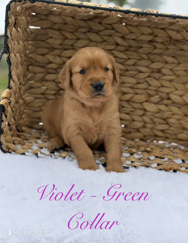 Violet  – Golden Retriever puppy for sale in De Kalb, TX