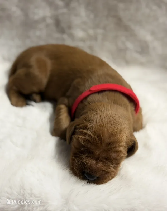 Spark – Golden Retriever puppy for sale in De Kalb, TX