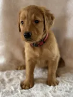 Cheyenne , a male Golden Retriever for sale in De Kalb, TX – 1 of 1