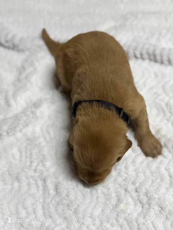 Boone – Golden Retriever puppy for sale in De Kalb, TX