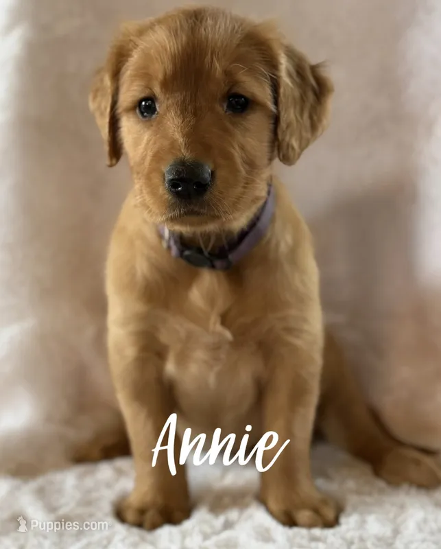 Annie  – Golden Retriever puppy for sale in De Kalb, TX