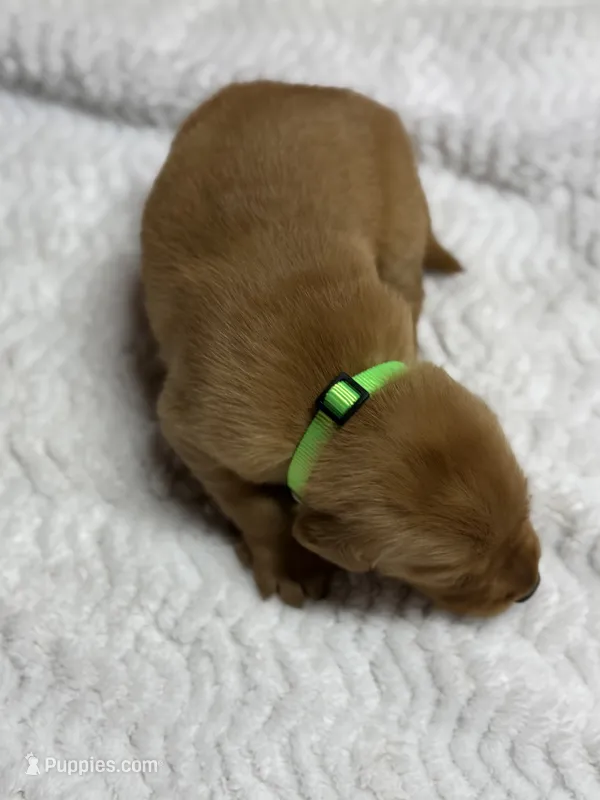 Maverick – Golden Retriever puppy for sale in De Kalb, TX