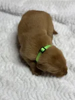 Maverick, a male Golden Retriever for sale in De Kalb, TX – 1 of 1