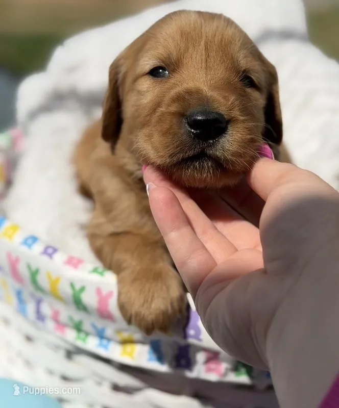 Bella – Golden Retriever puppy for sale in De Kalb, TX